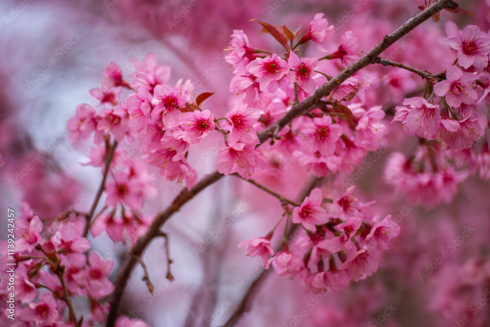 Pink Himalayan cherry blossoms bloom only in winter. Pink Himalayan cherry blossoms bloom only in winter.