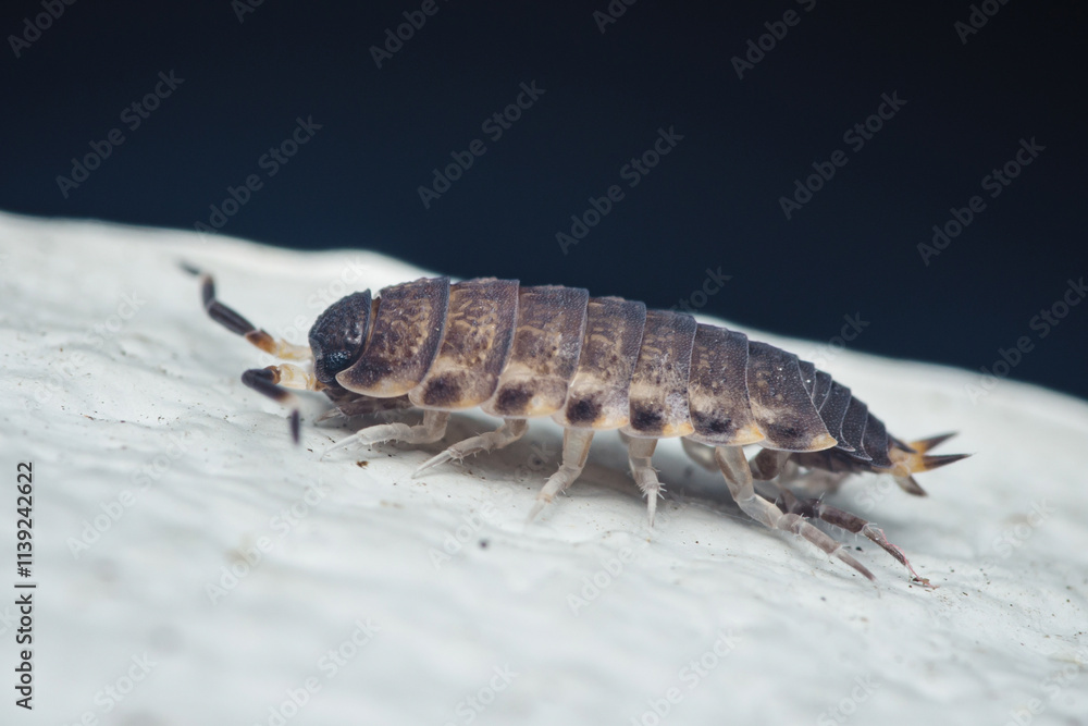 Common rough woodlouse crawling on white surface exploring environment Common rough woodlouse crawling on white surface exploring environment