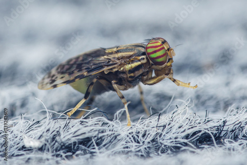 Colorful fruit fly standing on soft fabric surface