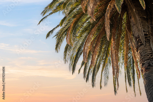 Wallpaper Mural Beautiful palm tree with the sunset on a summer afternoon.  Torontodigital.ca