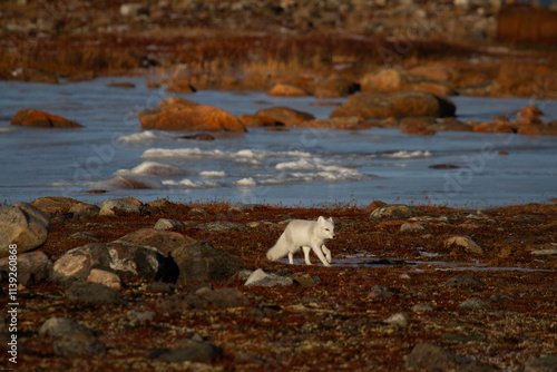 Arctic fox walking and sniffing on a colourful red tundra during moult season from grey summer fur to winter white coat