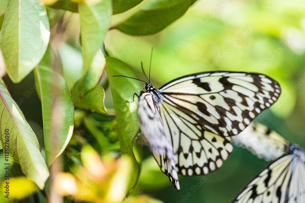 Fototapeta premium Black and White Butterfly on Green Leaves Close Up