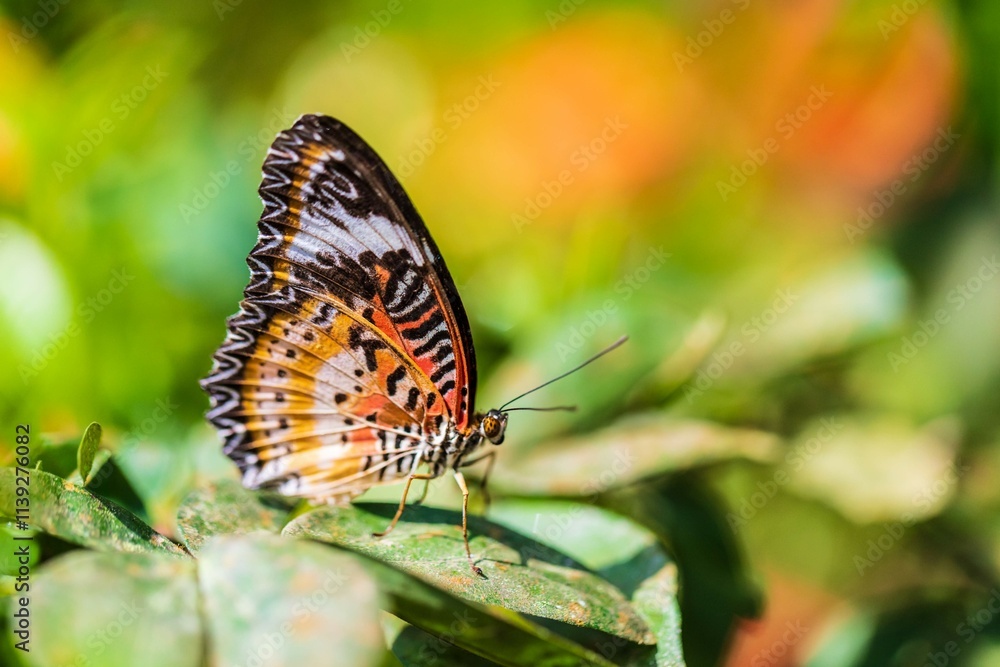 Cethosia Butterfly Resting around the Flowers Cethosia Butterfly Resting around the Flowers