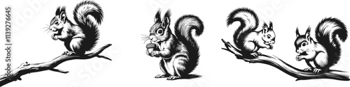 Set of squirrel,  vector illustration.