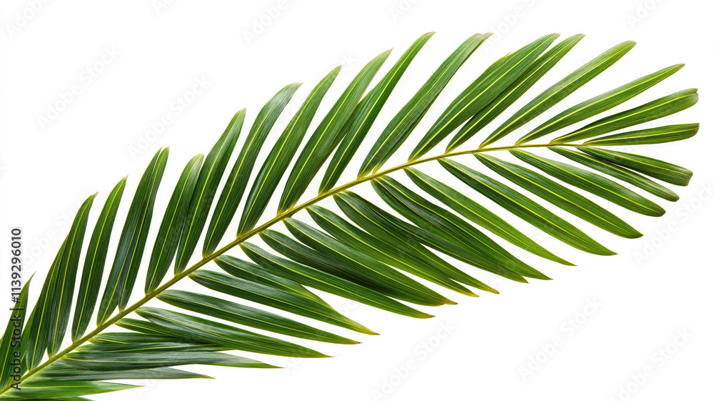 Fototapeta premium Palm tree leaf isolated on white or transparent background, palm leaves frame with space for text, tropical beach overlay mockup concept