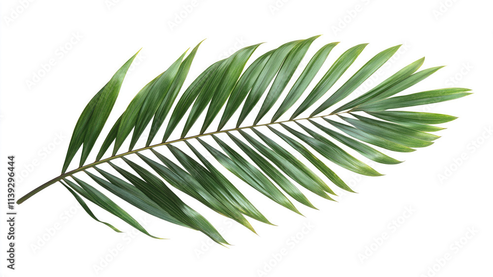 Naklejka premium Palm tree leaf isolated on white or transparent background, palm leaves frame with space for text, tropical beach overlay mockup concept