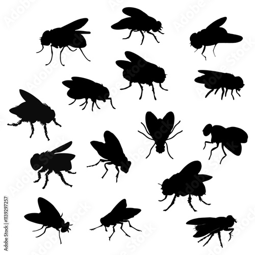 BLACK SILHOUETTE OF A BLACK HOUSEFLY