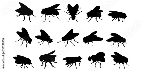 BLACK SILHOUETTE OF A BLACK HOUSEFLY