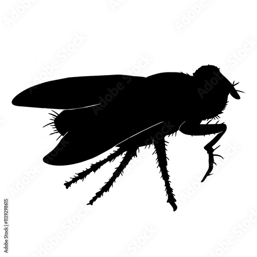 BLACK SILHOUETTE OF A BLACK HOUSEFLY