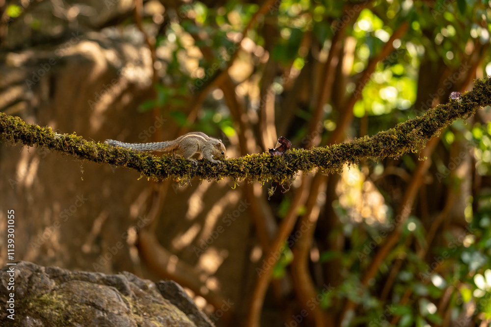 An indian squirrel in jungle playing An indian squirrel in jungle playing