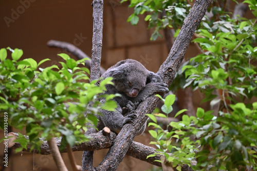 Photography 動物園のコアラ