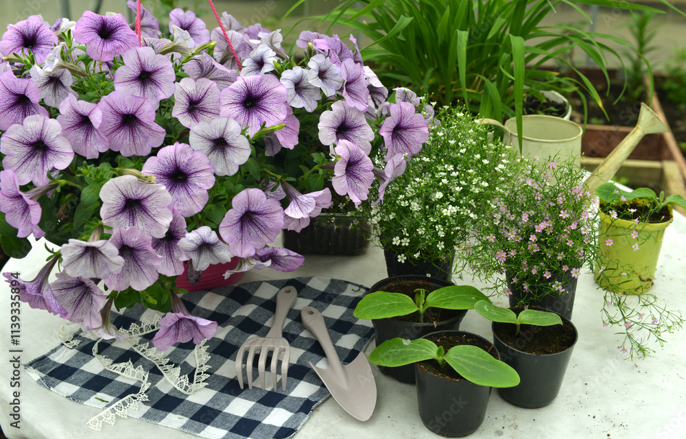 Obraz premium Still life with beautiful flowers of petunia and seedlings in pots in greenhouse. Spring and summer botanical and farming background with gardening objects, vintage home garden and retro concept