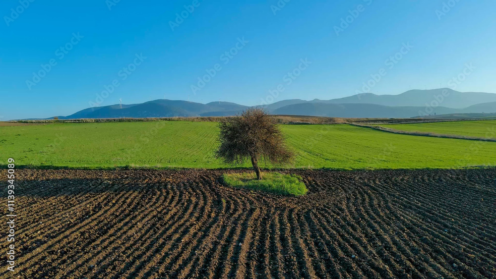 Plowed and sown fields under clear blue sky. Greece. Plowed and sown fields under clear blue sky. Greece.