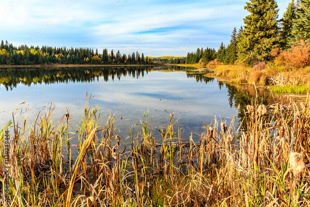 A lake with a lot of weeds and trees in the background A lake with a lot of weeds and trees in the background