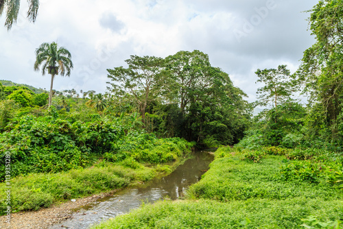 A river runs through a lush green jungle