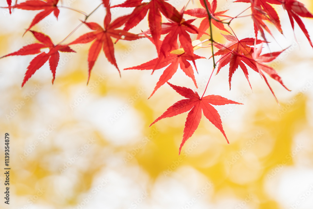 秋を感じる真っ赤な紅葉