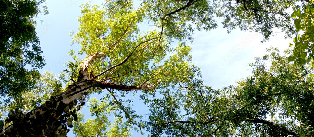 Fototapeta premium A shady and cool tree on a sunny day
