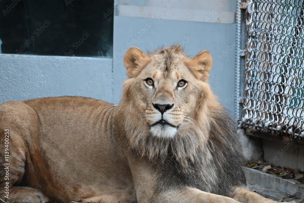 Naklejka premium 若いオスライオンの姿