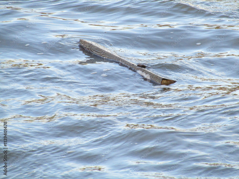 Obraz premium A Plank of Wood Floating in Water.