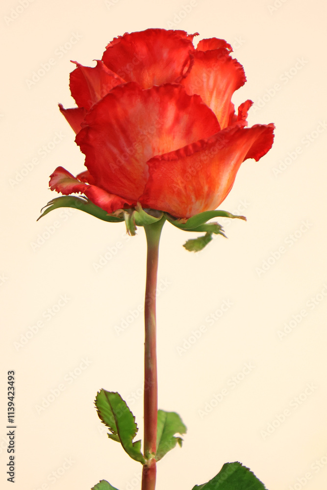 Original flowers made of polymer clay. The most realistic display. Soft focus. Close-up. Original flowers made of polymer clay. The most realistic display. Soft focus. Close-up.