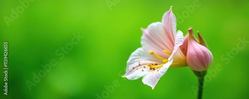 A delicate, pale-pink bell-shaped Digitalis flower with scattered brown blotches against a bright green background, garden, flower