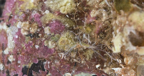 Worm Polychaeta, Amblyosyllis finmarchica close-up, family Syllidae. Lives mainly among sponges and red algae. White Sea photo