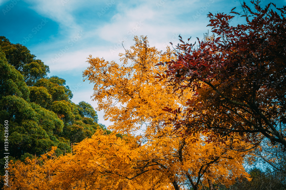 Fagan Park is a large recreational area located in Galston, a semi-rural area in Sydney, New South Wales, Australia. Fagan Park is a large recreational area located in Galston, a semi-rural area in Sydney, New South Wales, Australia.