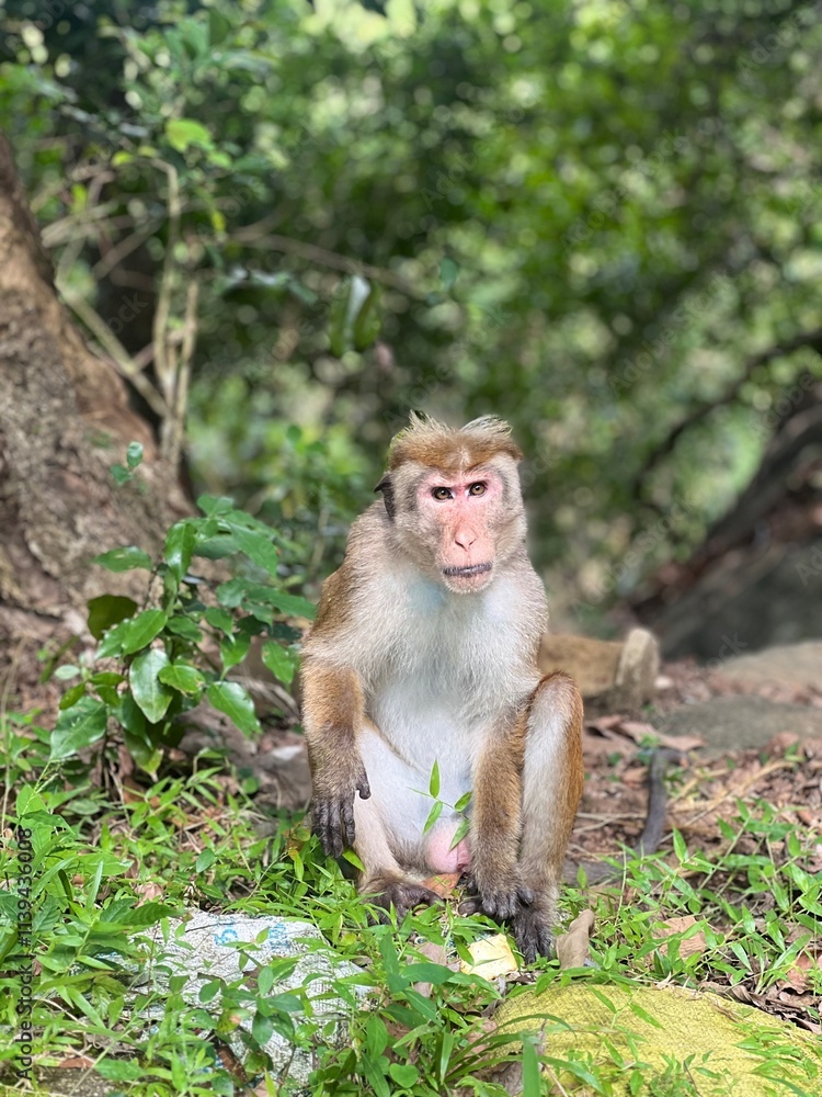 A monkey sits on the forest floor, surrounded by lush green plants and trees. It gazes thoughtfully into the distance, creating a serene and natural wildlife scene in a calm jungle setting. A monkey sits on the forest floor, surrounded by lush green plants and trees. It gazes thoughtfully into the distance, creating a serene and natural wildlife scene in a calm jungle setting.