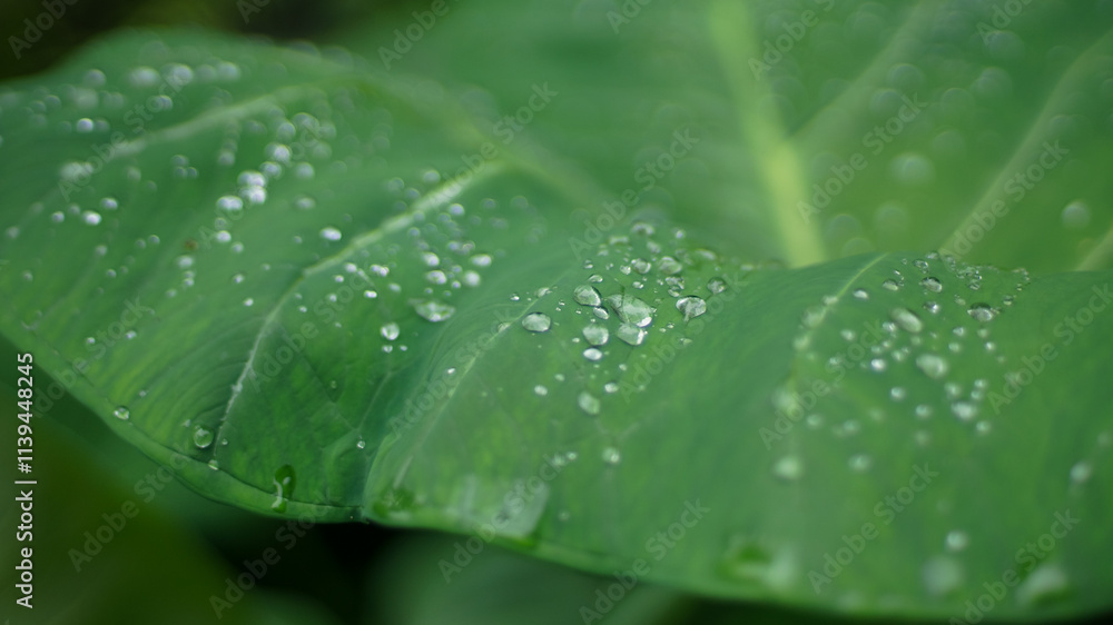 A vibrant green taro leaf with raindrops scattered across its surface. The image captures the beauty of nature after a refreshing rain A vibrant green taro leaf with raindrops scattered across its surface. The image captures the beauty of nature after a refreshing rain