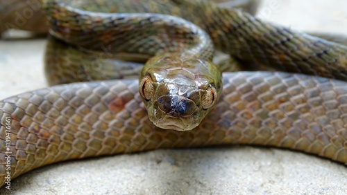 Andaman cat snake, Boiga andamanensis Wall, 1909, MILDLY VENOMOUS, COMMON, Endemic to Andaman and Little Andaman Islands, India photo