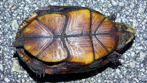 Florida Mud Turtle, Kinosternon subrubrum steindachneri.  Species is endemic to the state of Florida in the United States photo