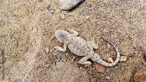 Toad-headed agama, Phrynocephalus theobaldi BLYTH, 1863, Ladakh, India. The species is endemic to Asia.¬† photo