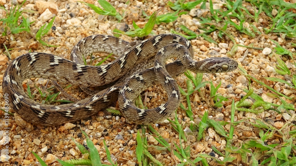 Indian gamma snake or common cat snake, Boiga trigonata, Rajasthan, India. Endemic to South Asia.