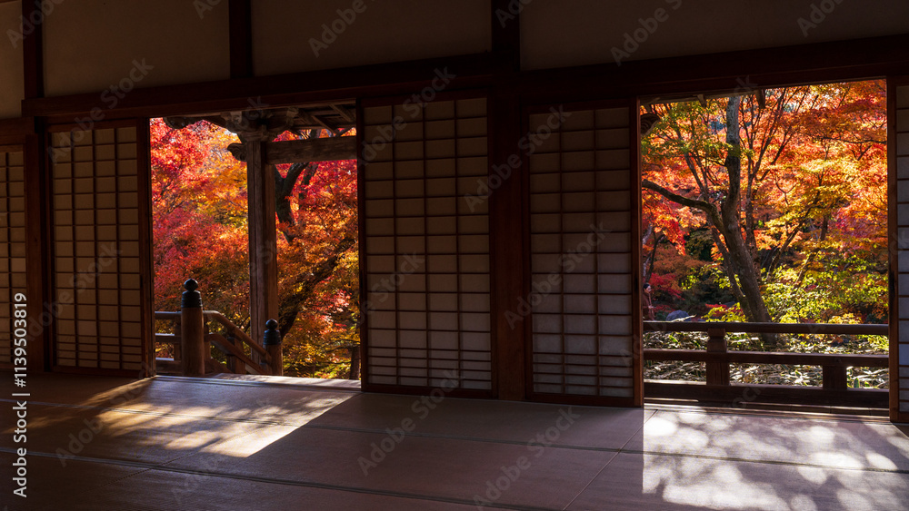 Fototapeta premium Beautiful Kyoto autumn red leaves
