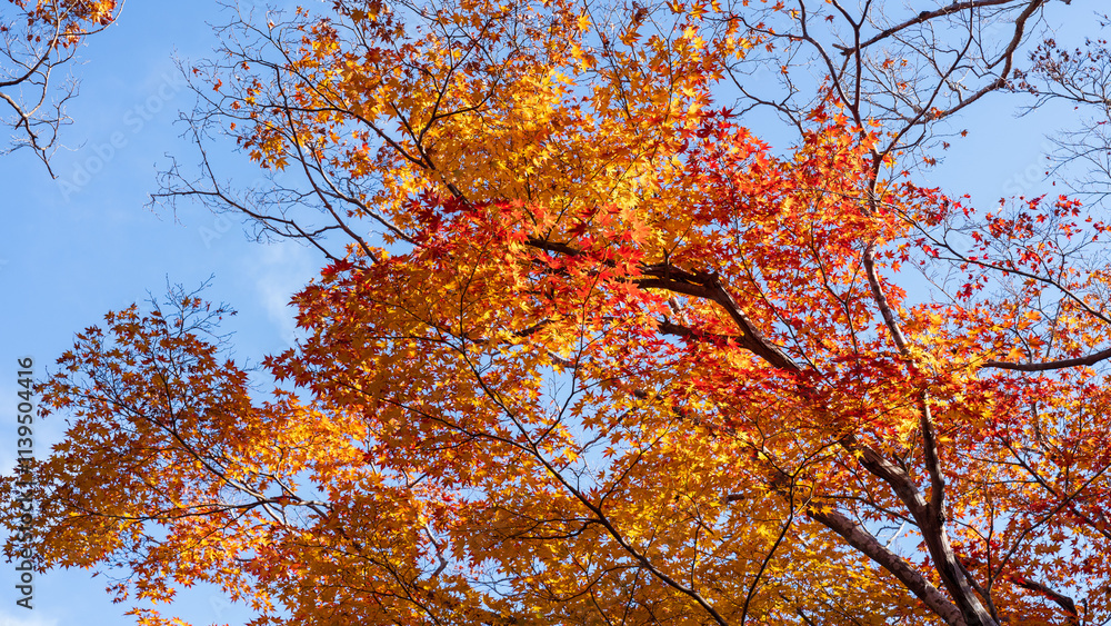 Beautiful Kyoto autumn red leaves Beautiful Kyoto autumn red leaves