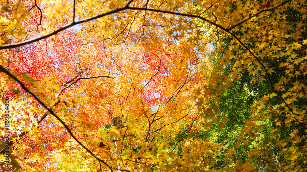 Beautiful Kyoto autumn red leaves Beautiful Kyoto autumn red leaves