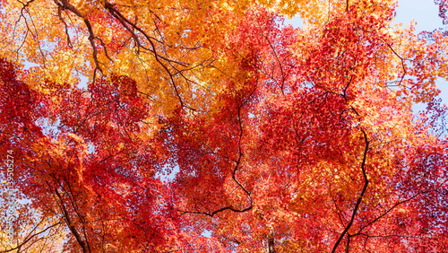 Beautiful Kyoto autumn red leaves