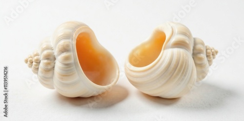 Delicate Nautillus shell halves on white background, organic, curves photo