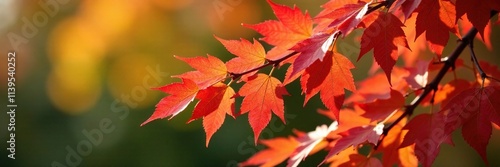 Amber and crimson leaf clusters cling to boughs of beech trees, colors, autumn