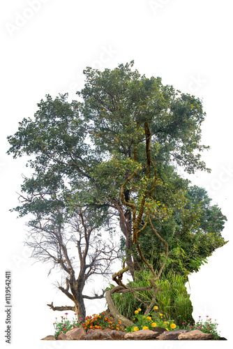 Trees with vines around them, dead trees with dry branches, beautiful stone and flowers on the ground, isolated on a white background with clipping paths. photo