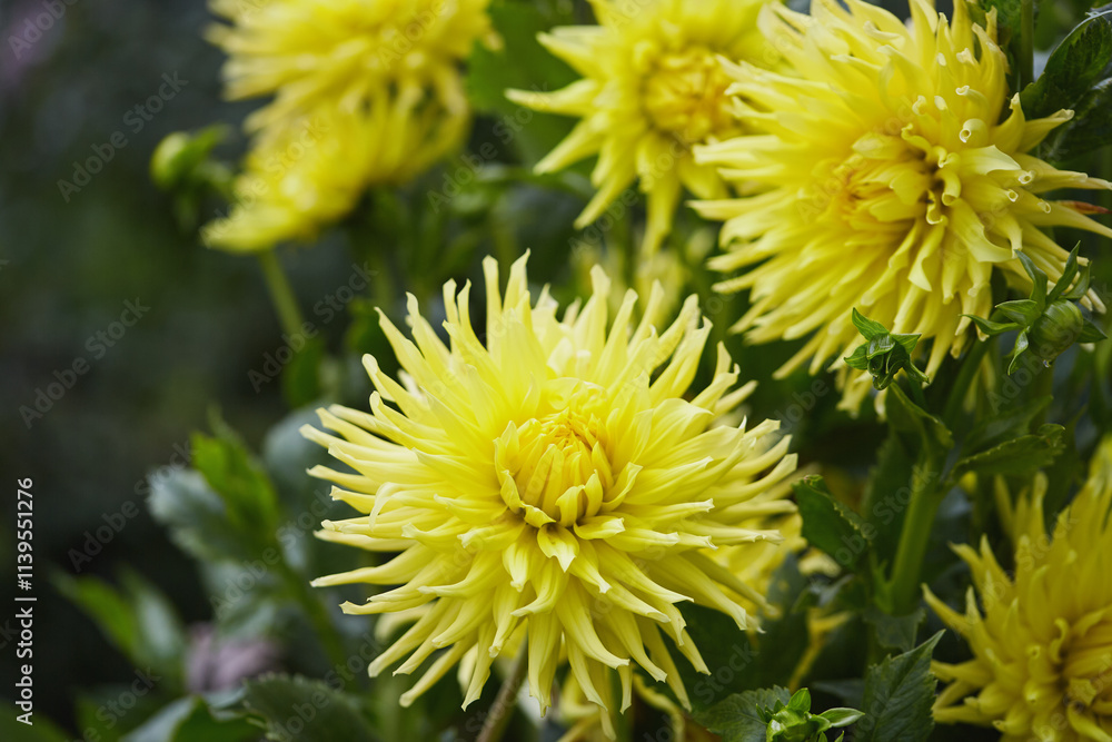 Yellow dahlias with intricate spiky petals and lush green leaves in a garden. Yellow dahlias with intricate spiky petals and lush green leaves in a garden.
