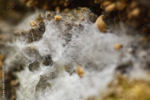 Close-up view of mold mycelium and seeds on a decomposing organic surface, showing fibrous textures