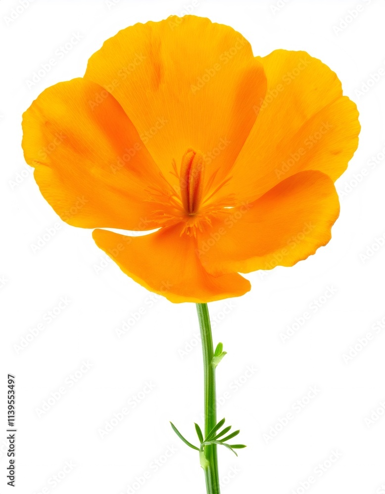 Isolated single vibrant orange california poppy with long green stem on pure white background, creating a stunning contrast Isolated single vibrant orange california poppy with long green stem on pure white background, creating a stunning contrast