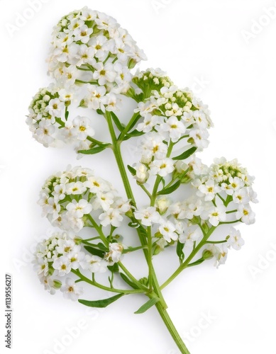 Delicate white sweet alyssum flowers - lobularia maritima - blooming on a clean white background, showcasing their intricate beauty and delicate petals photo