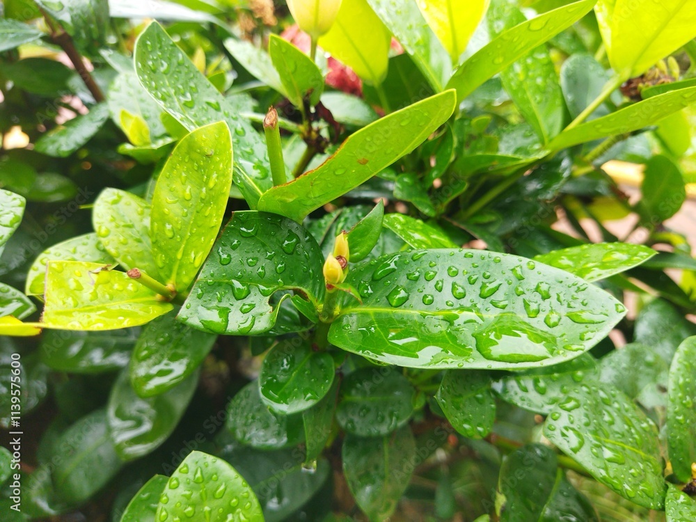 water drops on a green leaf water drops on a green leaf