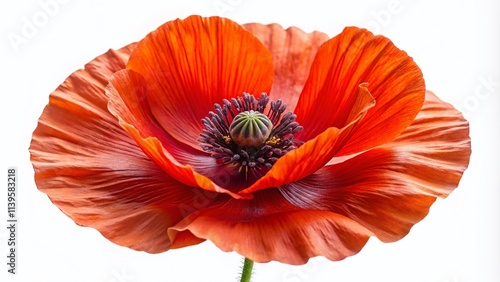 Wallpaper Mural Red Poppy Isolated on White - 3D Realistic Floral Photography Torontodigital.ca