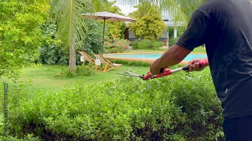 Man Trimming Hedge in Tropical Garden Near Poolside