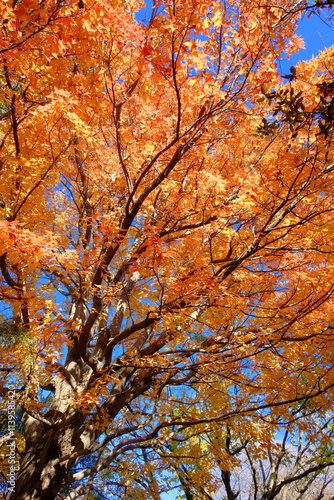 紅葉したタイワンフウ