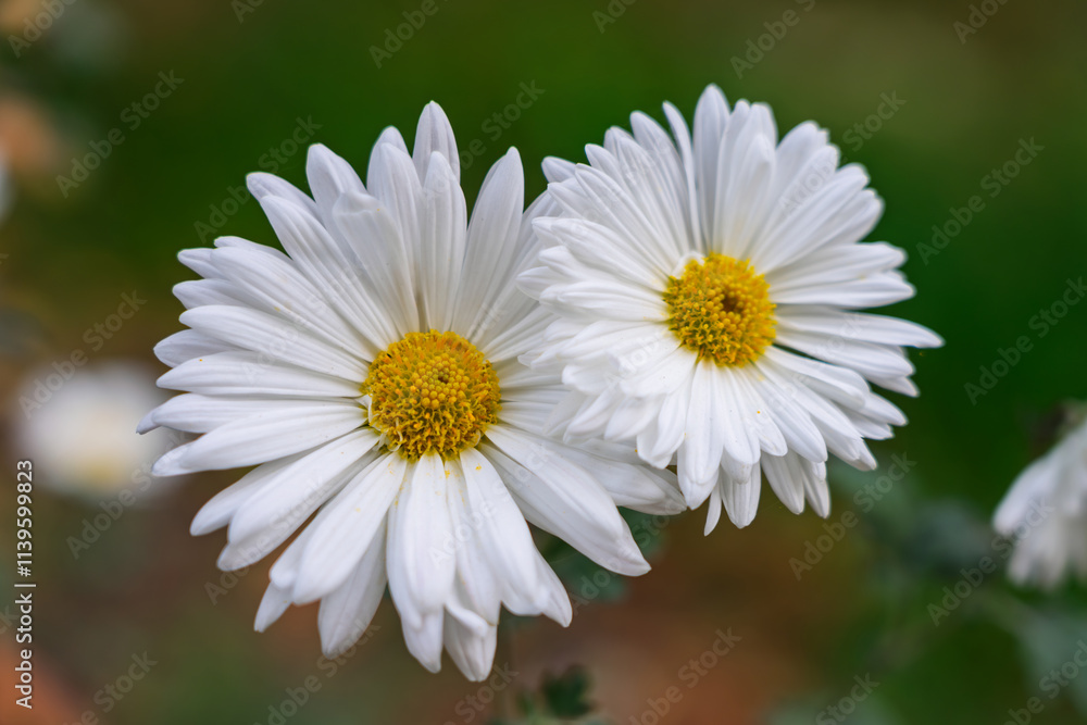 Two large white flowers on a blurred background Two large white flowers on a blurred background