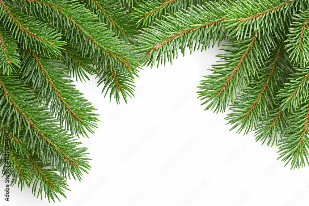 background of spruce branches on a white isolated background background of spruce branches on a white isolated background